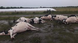 Un rayo mató siete vacas en un campo ubicado en la localidad de San Antonio.