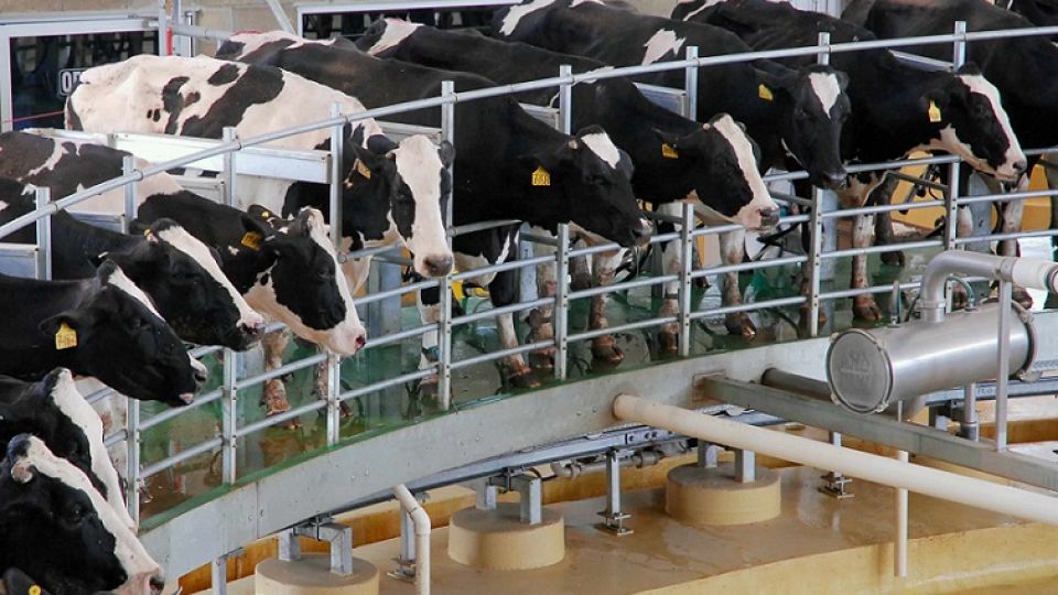 En 2020 se produjeron 11.100 millones de litros de leche.