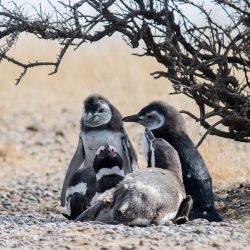 En Tombo se asienta la mayor colonia de pingüinos de Magallanes.