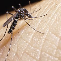 El dengue es una enfermedad viral trasmitida por el mosquito aedes aegypti.