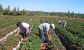 Agricultura