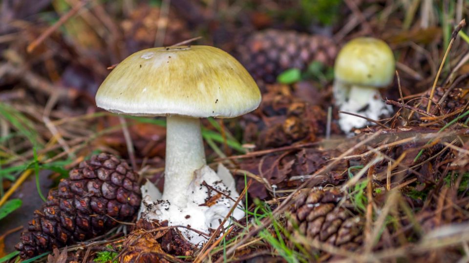 Amanita Phalloides o "Hongo de la muerte", según comentaron los vecinos de Córdoba.