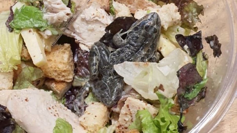 ranas plato 1 30012020