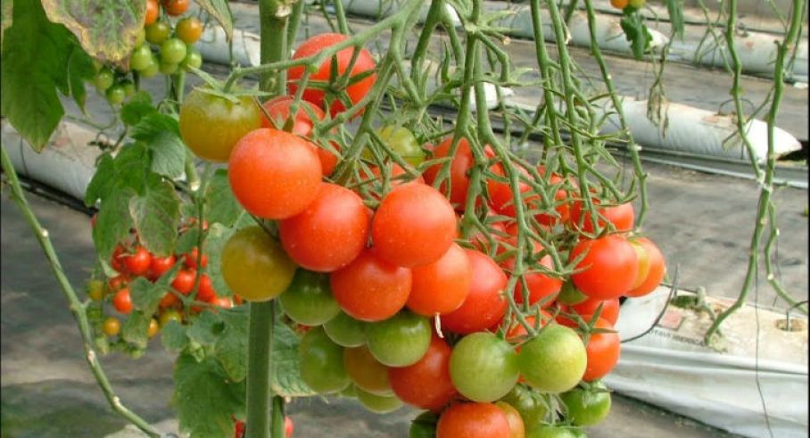 0226-tomate-00