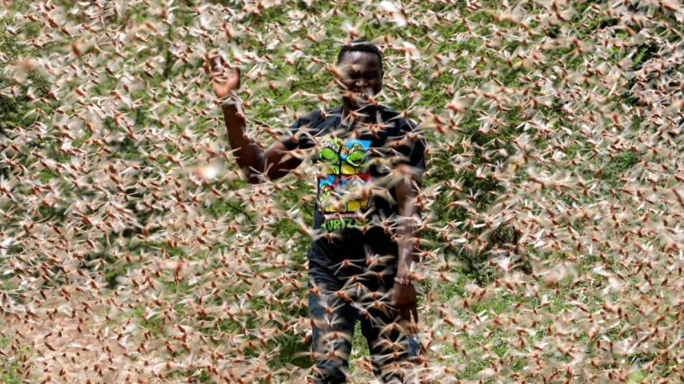 Una foto de Kenia grafica la bíblica plaga de langostas que azota la región.