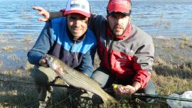 Una especie esquiva si la hay es la lisa, es por eso que no le podemos perder pisada.