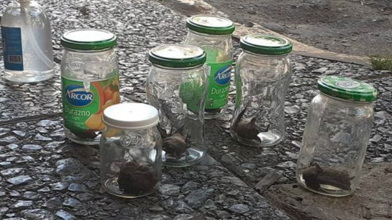 Un edificio ubicado en pleno centro de Quilmes estaba atestado de murciélagos. 