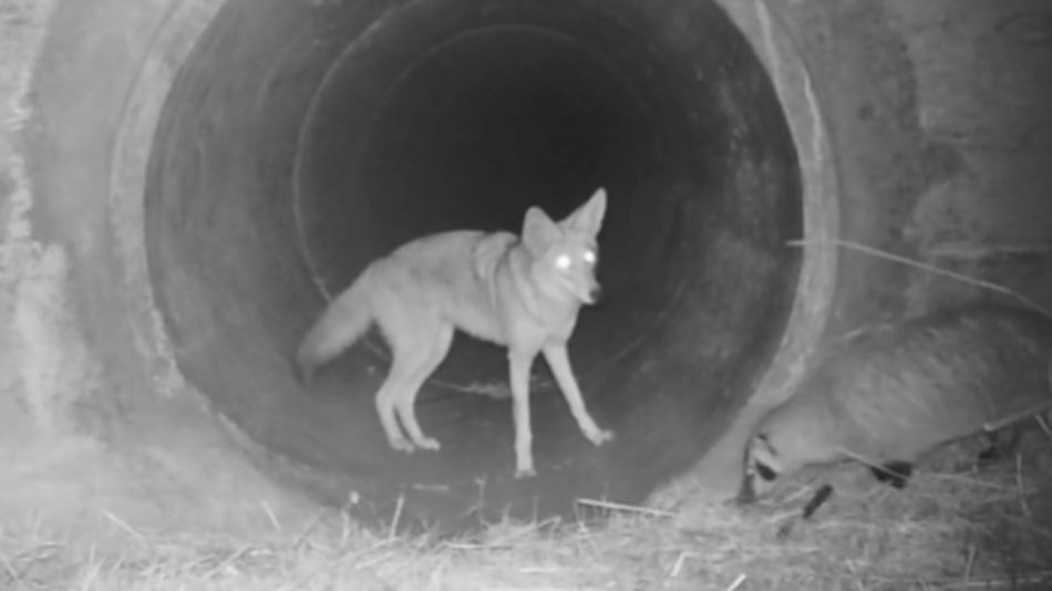 coyote tejon 06022020