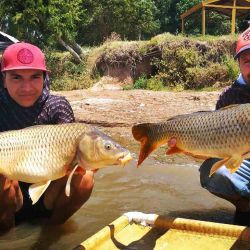 Los portes de las carpas oscilaron entre los 4 y 8 kg. 