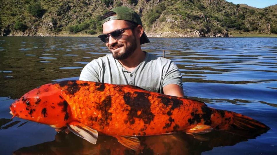 San Luis, el paraíso de las coloridas carpas koi