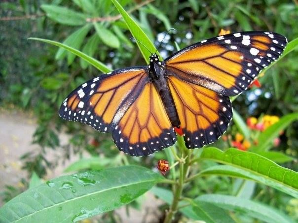 TEXTUAL. “Los dos impactos fuertes son la pérdida de hábitat y la contaminación por agrotóxicos. Ambos están incidiendo en la población de insectos”.