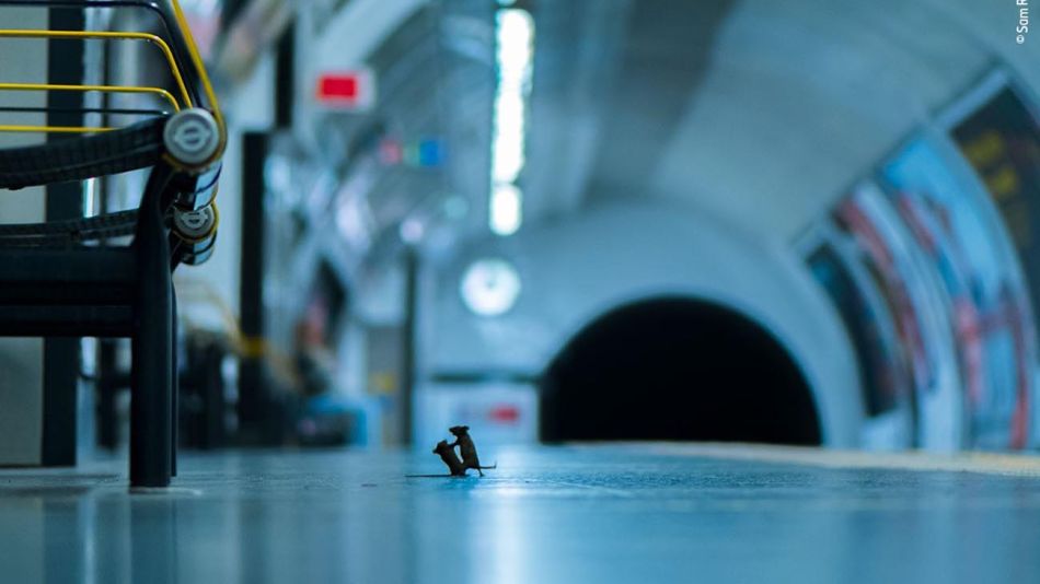 Pelea en la estación. Fotografía captada por Sam Rowley.