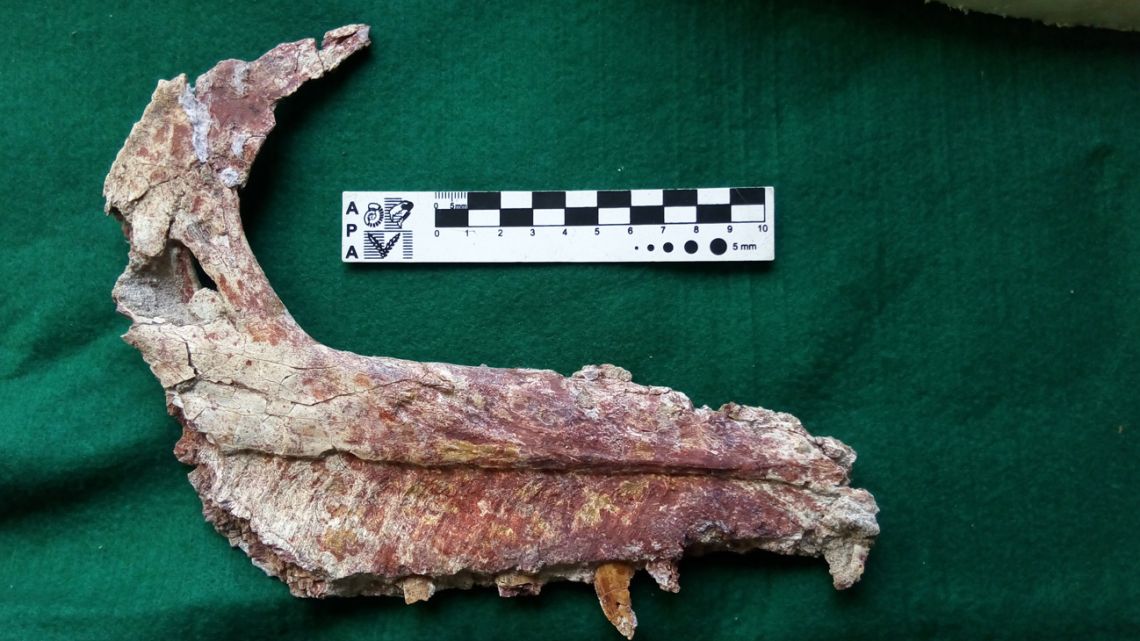Handout pictures released by the Argentine Museum of Natural Sciences showing the discovery of a new species of dinosaur found in El Cuy, Río Negro Province, on May 15, 2019. With four metres of length, the new dinosaur was named Tralkasaurus cuyi, said the Scientific Divulgation Agency of the National University of La Matanza. 
