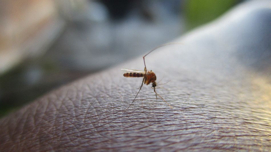 mosquito dengue