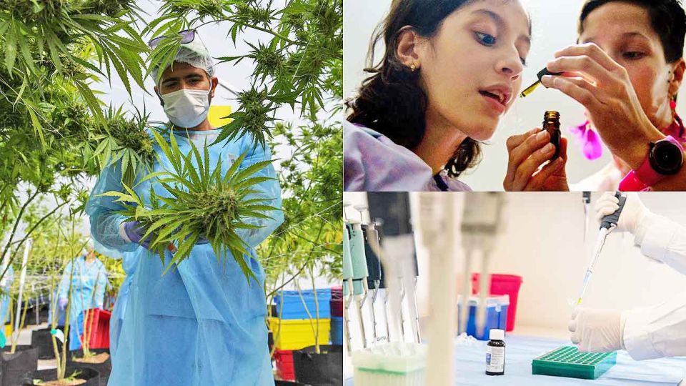 20200215_conicet_cannabis_medicinal_afpna_g.jpg