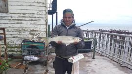 Si se pesca entre los pilotes debajo del muelle, donde la especie se alimenta del musgo, la línea predominante básica es de tres o cuatro boyas de 20 mm.