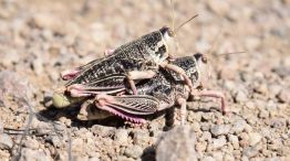 Un insecto caníbal devora pastizales patagónicos