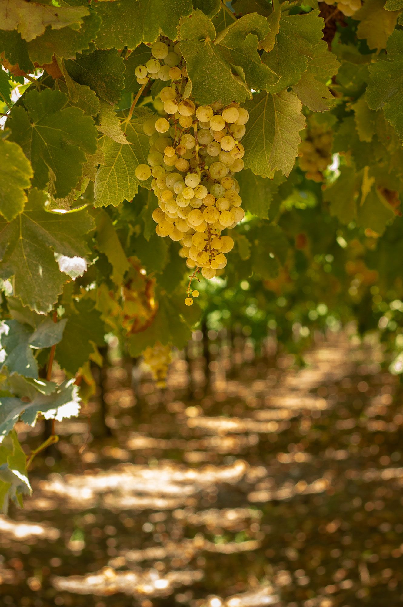 Olivos y viñedos las principales actividades agrícolas de La Rioja / Chilecito