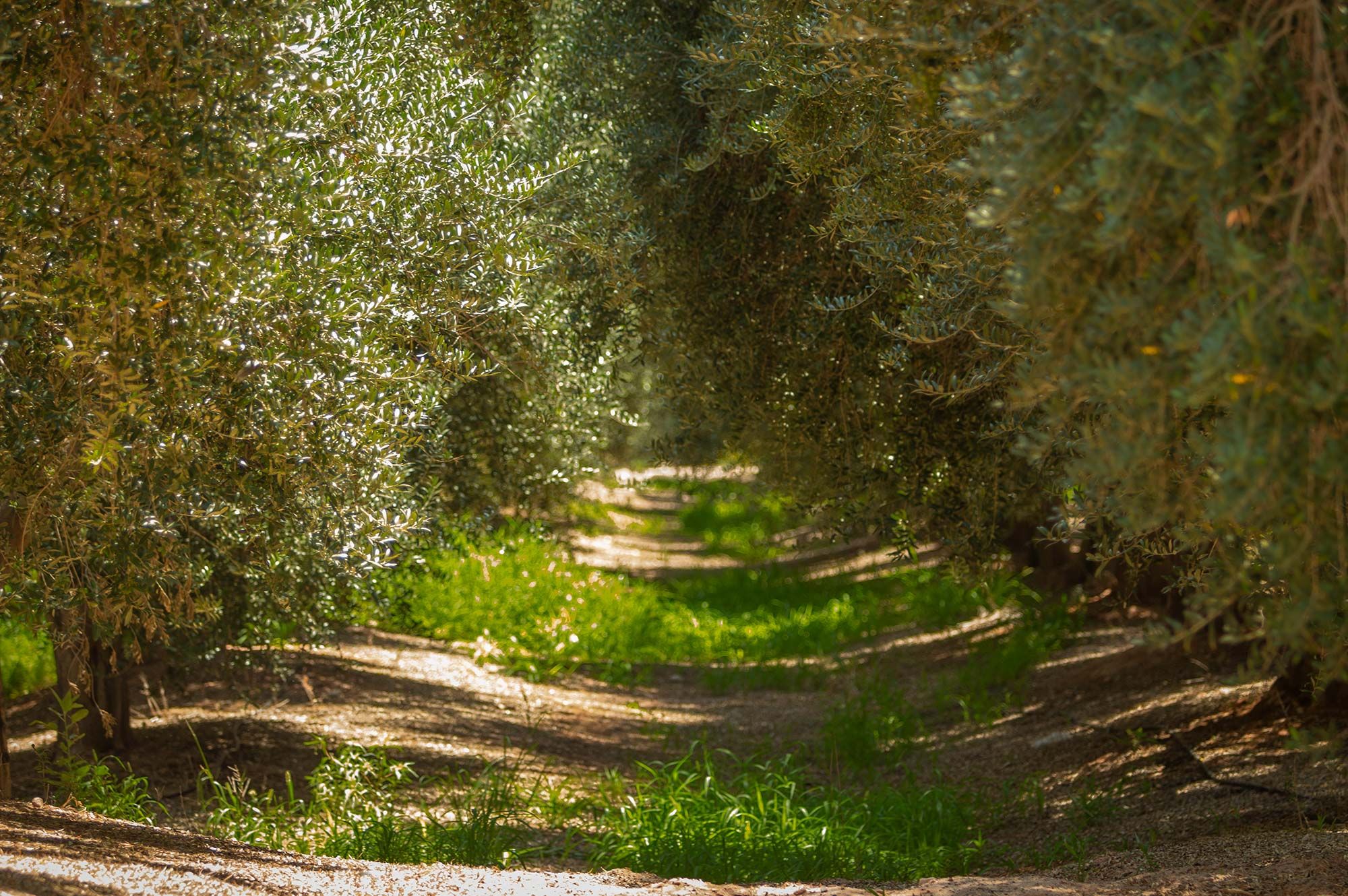 Olivos y viñedos las principales actividades agrícolas de La Rioja / Chilecito