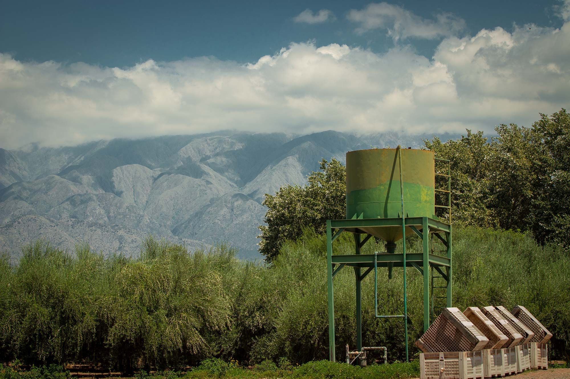 Olivos y viñedos las principales actividades agrícolas de La Rioja / Chilecito