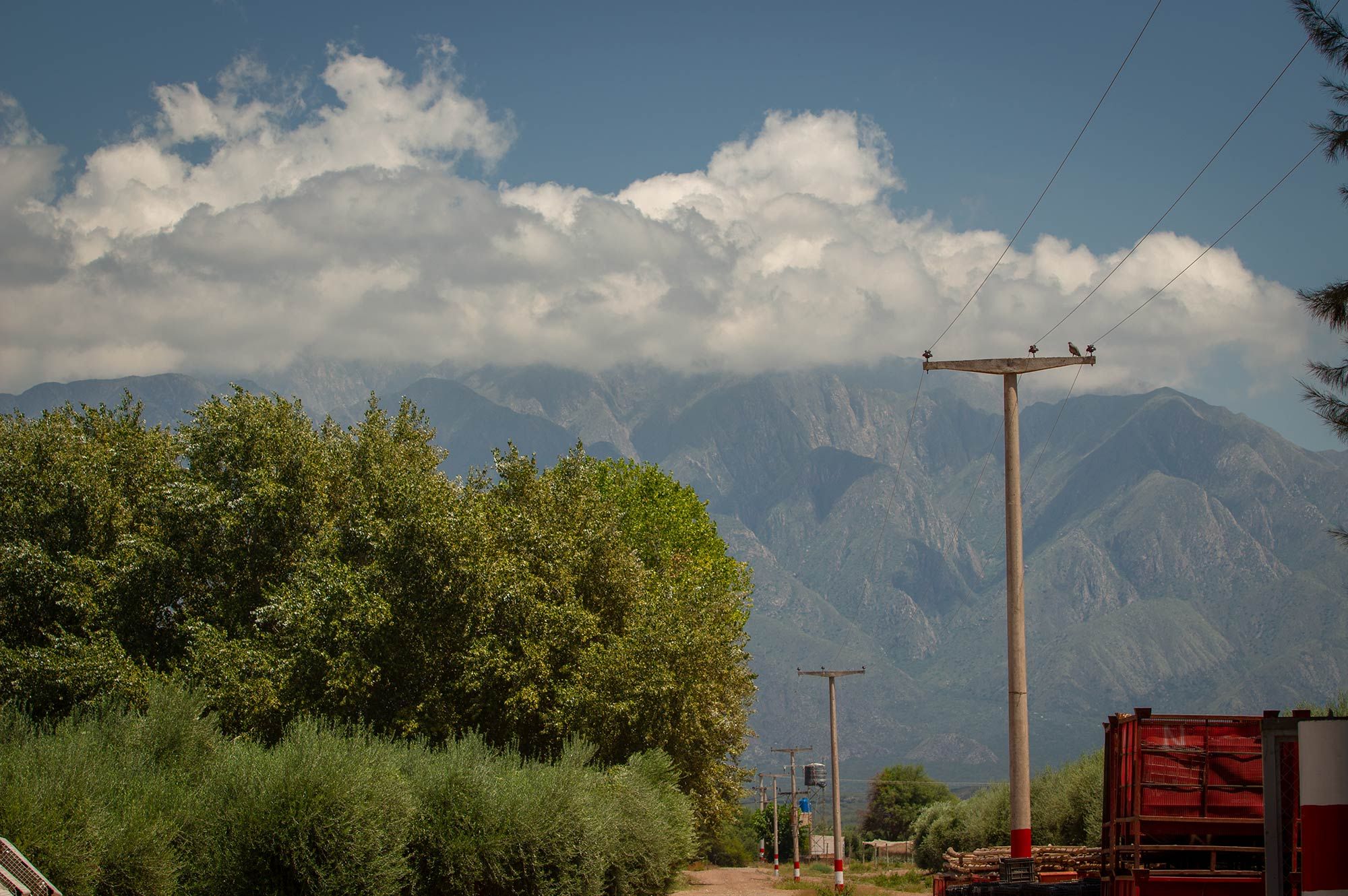 Olivos y viñedos las principales actividades agrícolas de La Rioja / Chilecito