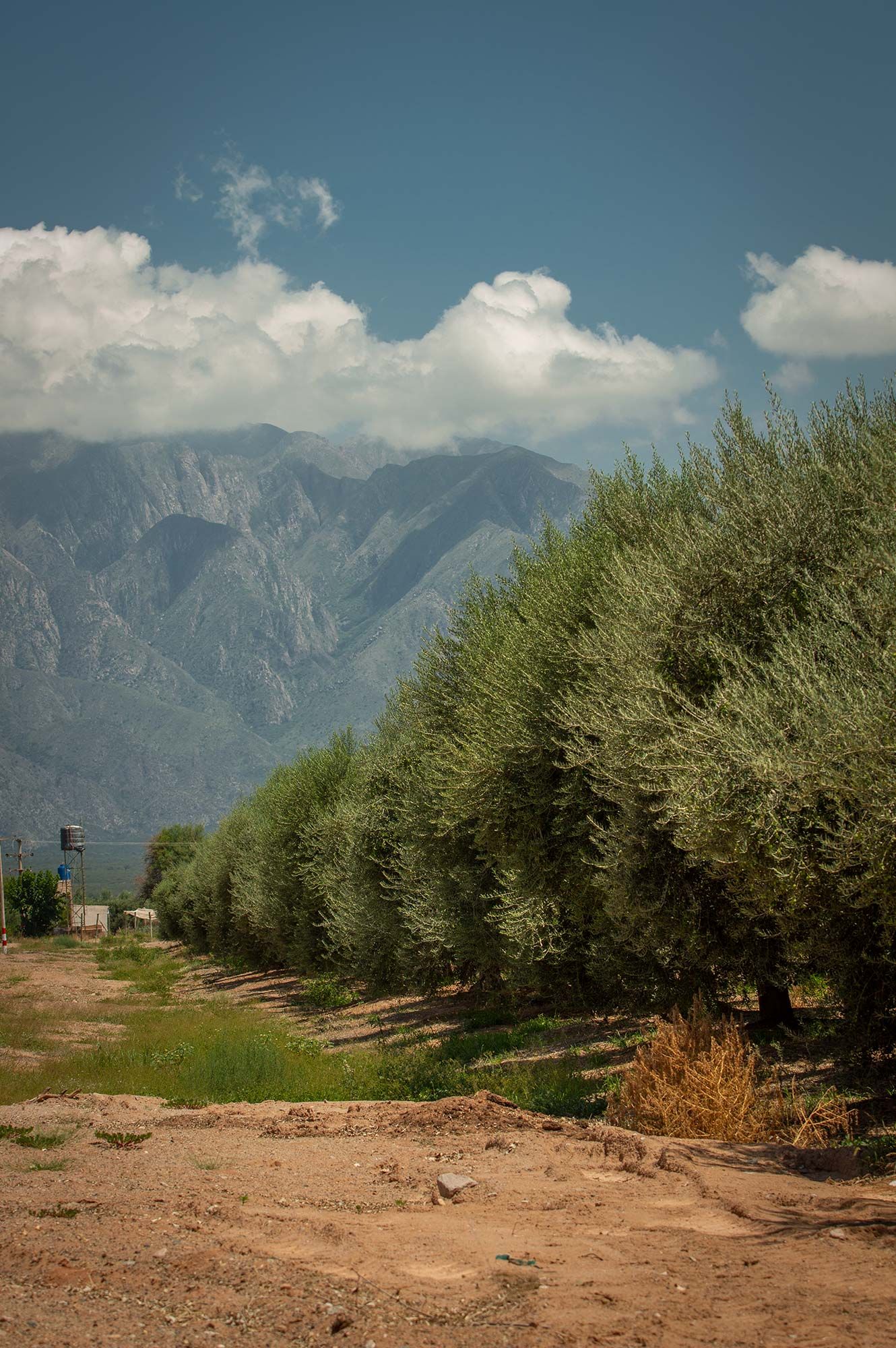 Olivos y viñedos las principales actividades agrícolas de La Rioja / Chilecito