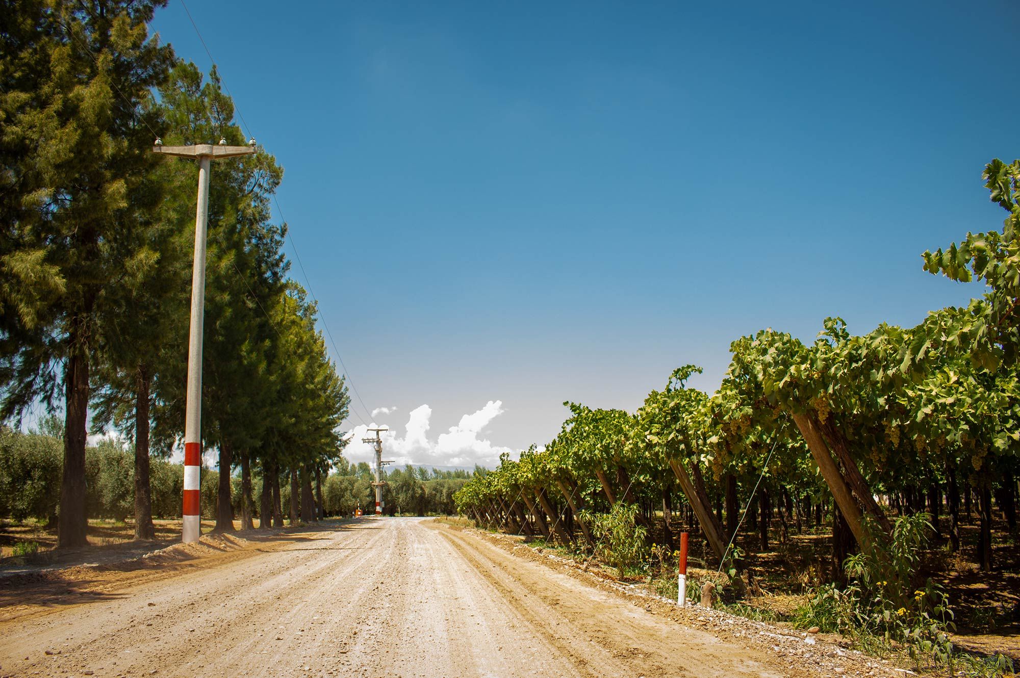 Olivos y viñedos las principales actividades agrícolas de La Rioja / Chilecito