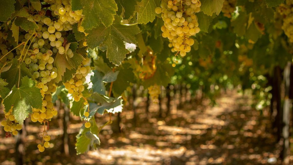 olivos y viñedos La Rioja 17022020