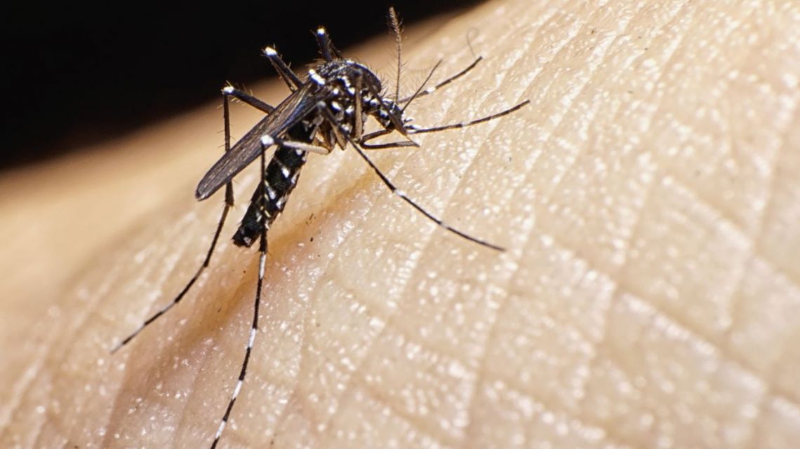 El mosquito aedes aegypti, que transmite el dengue 