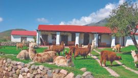 Las Carreras, donde es normal ver a los animales pastar cerca de los huéspedes.