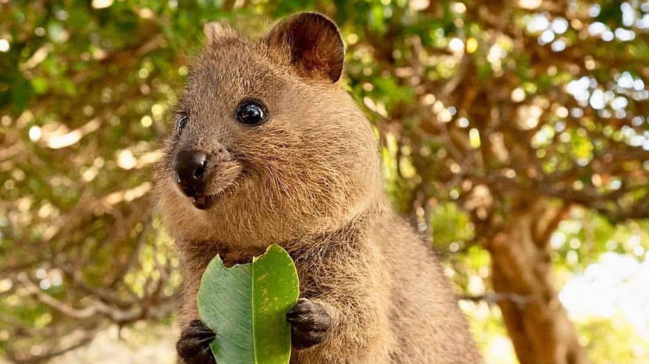 El quokka está considerado como el animal más feliz del mundo.