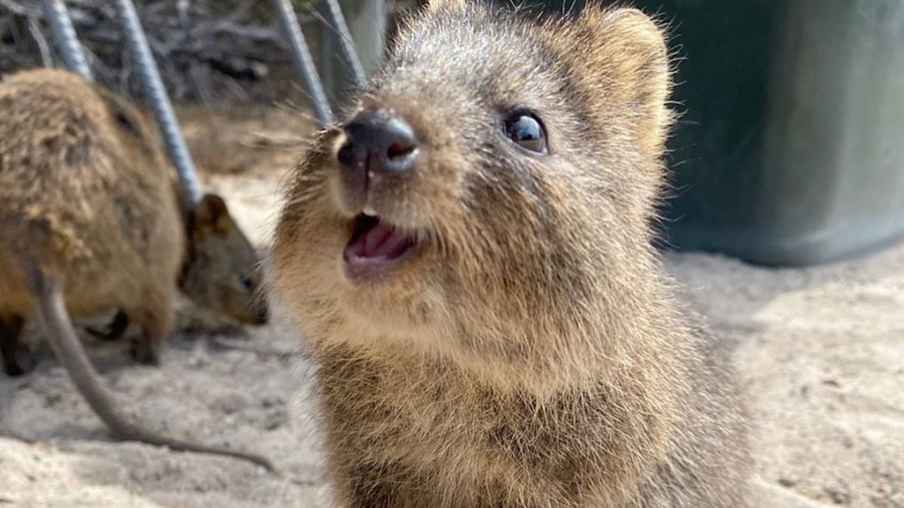 El quokka está en peligro de extinción. 