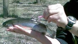 La trucha es una de las especies más destructoras del mundo. Es necesario conservar nuestros ecosistemas que, de por sí, ya son muy frágiles. Foto: Nuevo Diario de Salta.