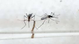 La cantidad de insectos es muy elevada, debido a la falta de limpieza y eliminación de larvas durante el año 2019.