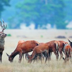 A partir del 1 de marzo de 2020 queda habilitada la caza de ciervos en La Pampa.