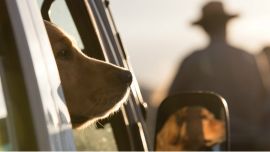 0303_perros_parque_nacional