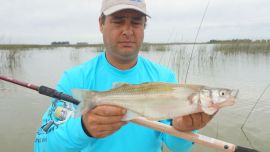 Pejerreyes en laguna Albardón