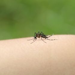 Mosquito Aedes aegypti. | Foto:Cedoc