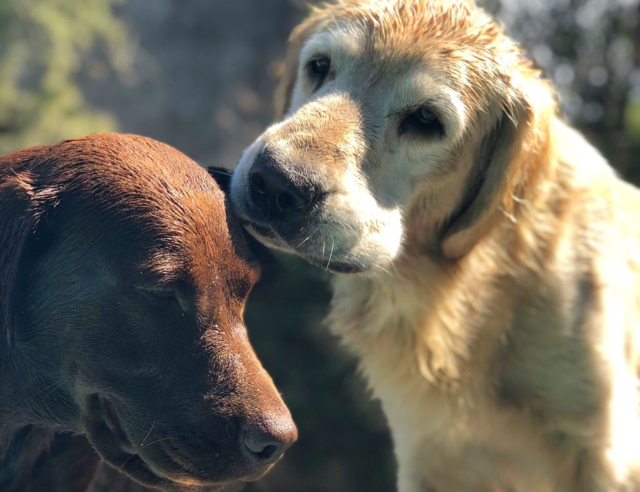 Los papás de Mora, un Golden rubio y una labradora marrón.