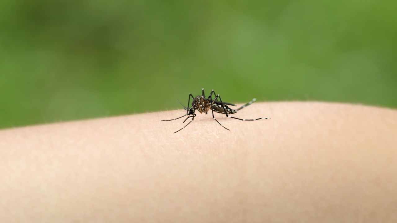 Mosquito Aedes aegypti. | Foto:Cedoc