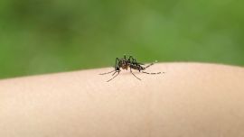 Mosquito Aedes aegypti.