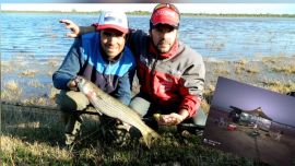 Lisas en el río Salado