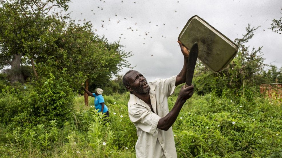 Locust Swarms Ravaging East Africa Are the Size of Cities