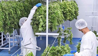 Cultivo Marihuana medicinal.