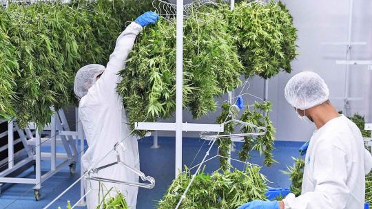 Cultivo Marihuana medicinal.