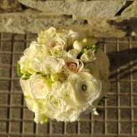 Rosa del Desierto