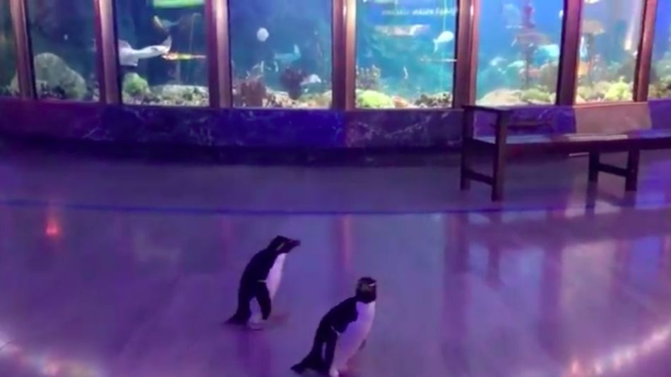Los pingüinos, llamados Edward y Annie, salieron de su cristalera y se pusieron a pasear por todo el lugar.