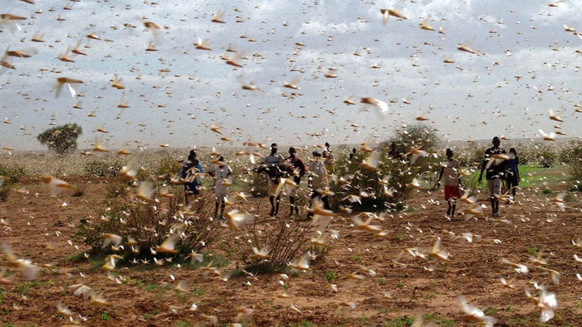 Plaga de langostas | Foto:Cedoc