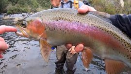 Pesca de truchas en Nueva Zelanda