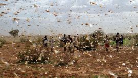 Plaga de langostas